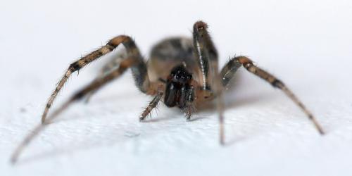 Zygiella x-notata